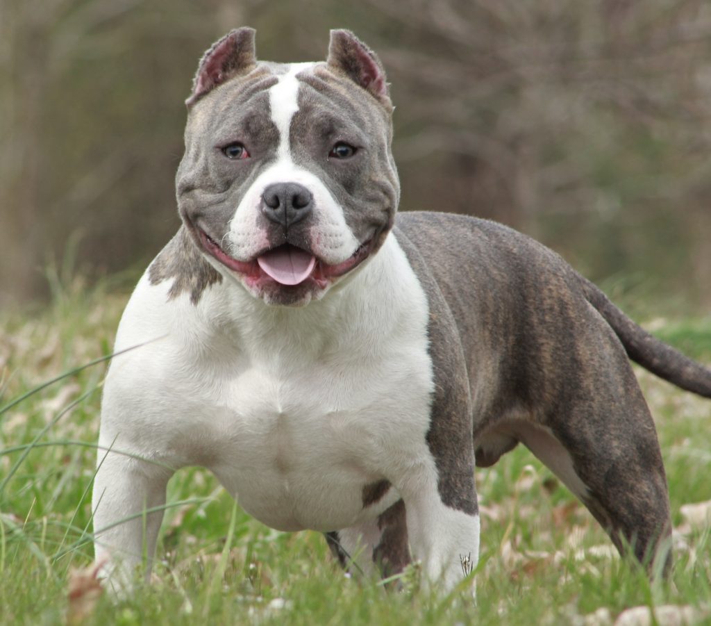Anjing American Bully