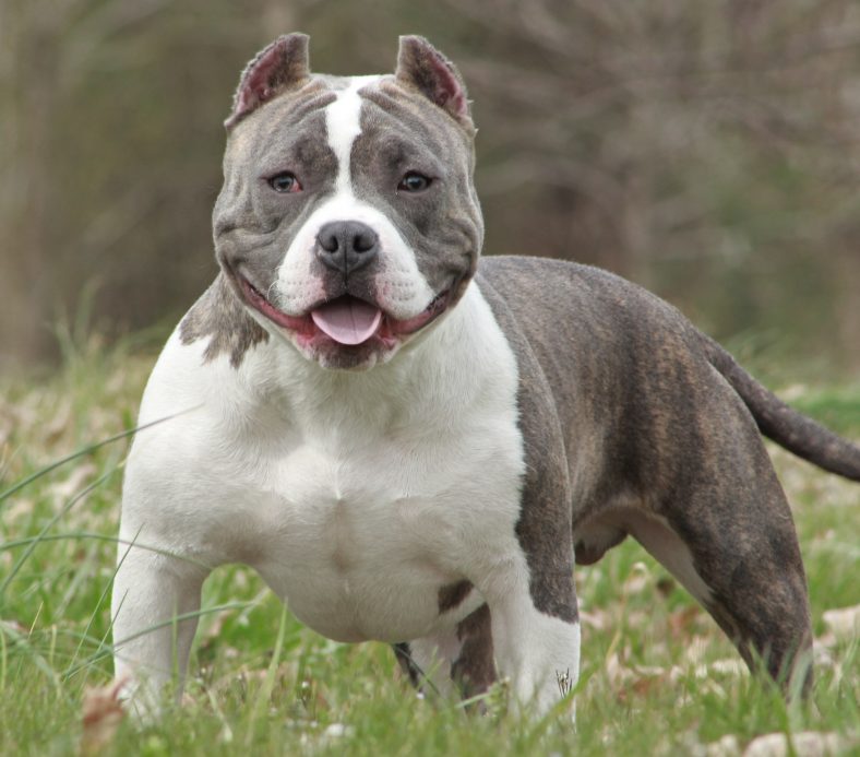 Anjing American Bully