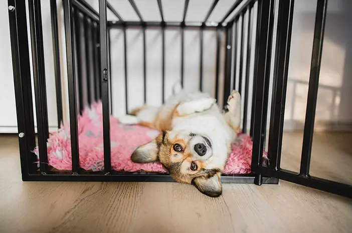 anjing betah di rumah