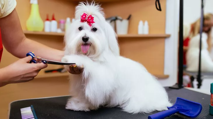 grooming anjing