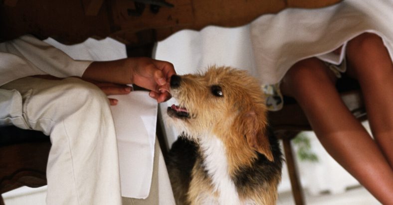 kesalahan pemilik anjing pemula