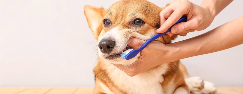 kesehatan anjing