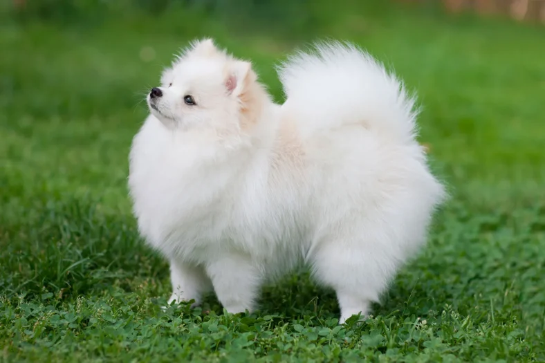 Anjing Pomeranian