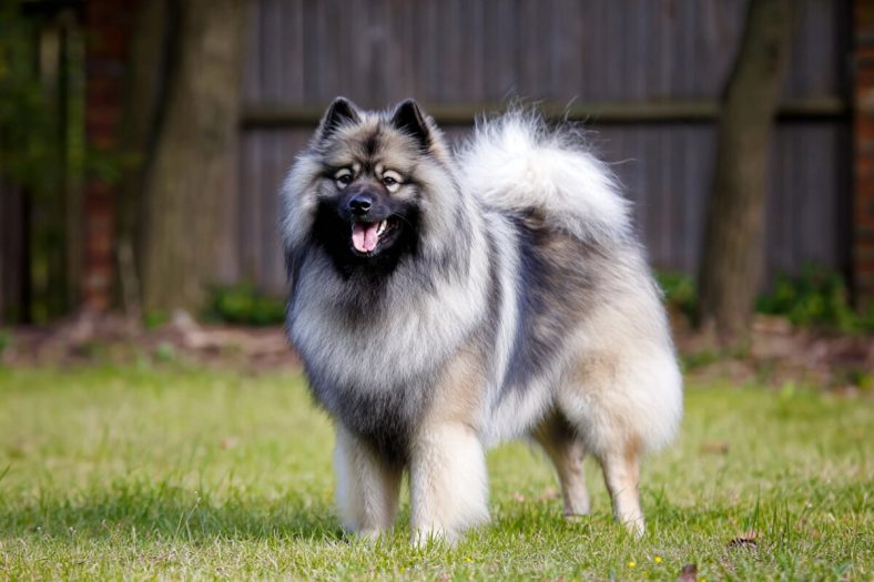 Anjing Keeshond
